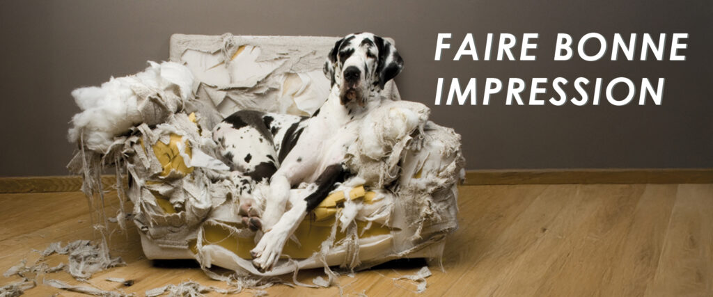 Photo d'un grand chien sur un canapé totalement détruit, avec le texte : Faire bonne impression