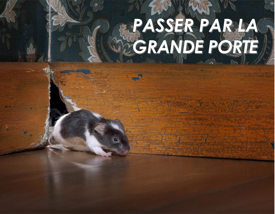 Photo de souris passant par un trou de souris entre deux plinthes, avec le texte : Passer par la grande porte
