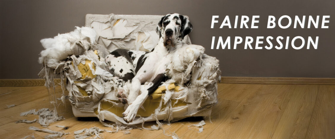 Photo d'un grand chien sur un canapé totalement détruit, avec le texte : Faire bonne impression